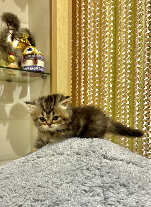 Британская золотая шиншила!