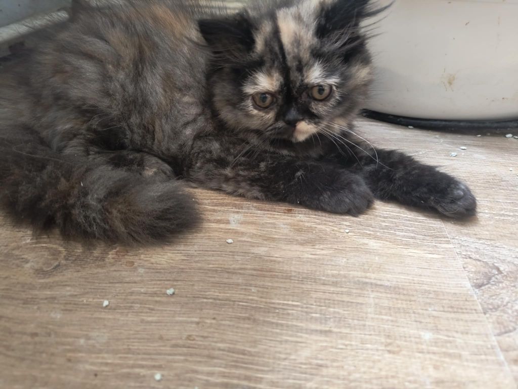 Персийско женско коте