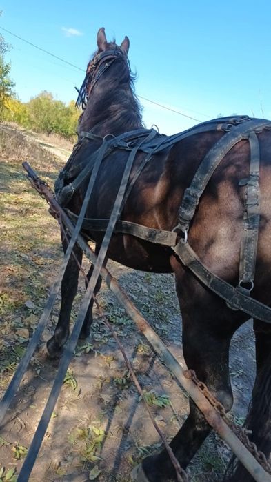 Cal castrat  mai multe detalii in privat