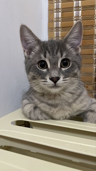 Котёнок / отдам в добрые руки