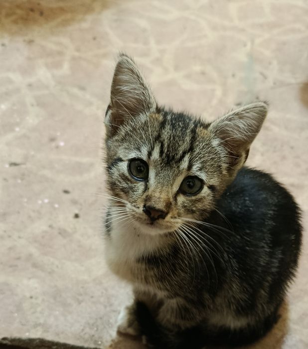 Donații pisicuțe drăguțe