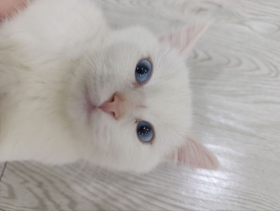 Отдам бесплатно кот 1 год