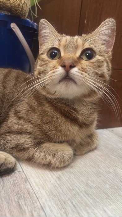 Отдам в добрые руки кошечку британку