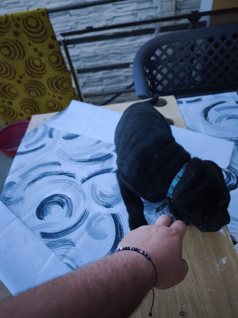 Puiuț de shar pei