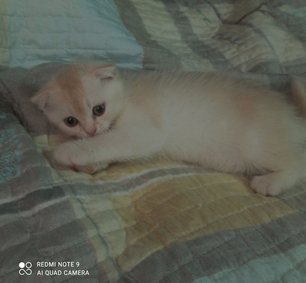 Продам котенка шотландская вислоухая .