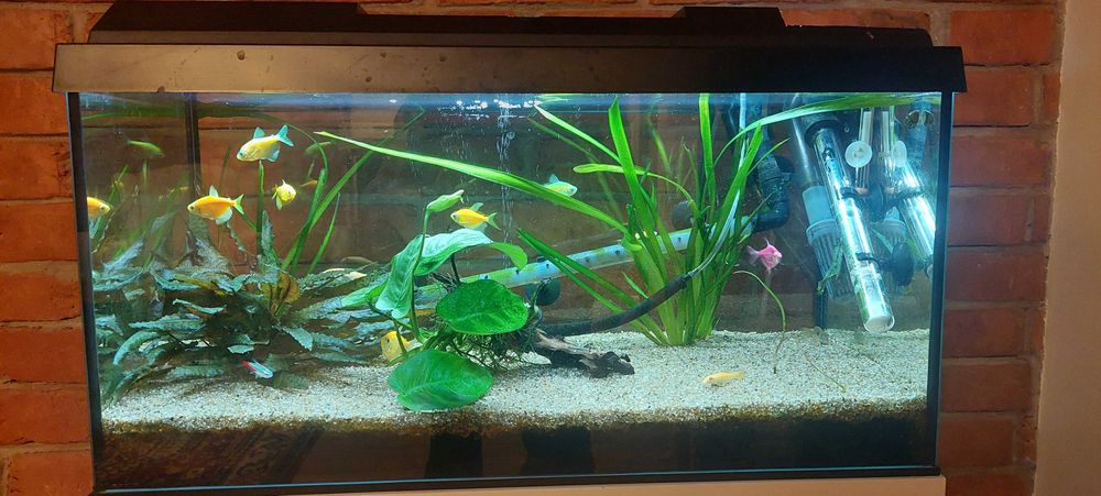 Vand acvariu 60l, complet (&accesorii)