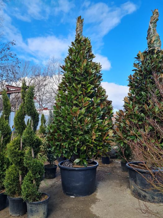 Grandiflora 3m+ livrare gratuita