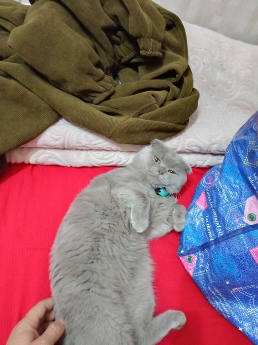 Srochna sotiladiZotdor mushuk scotsh fold