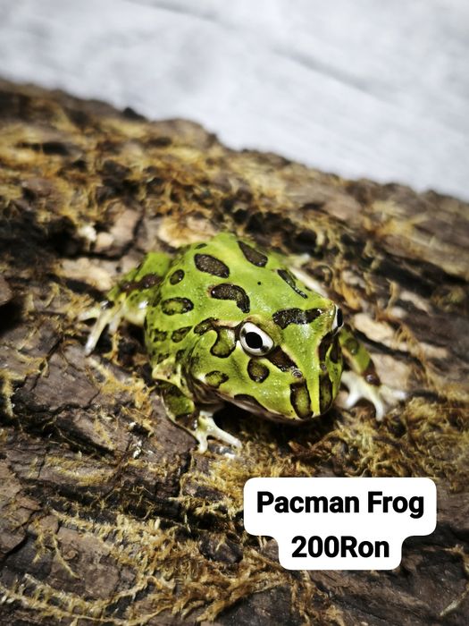 Broasca Pacman Frog