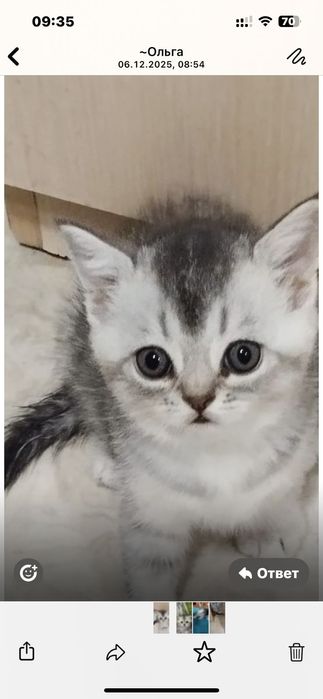 Продам шотландцев