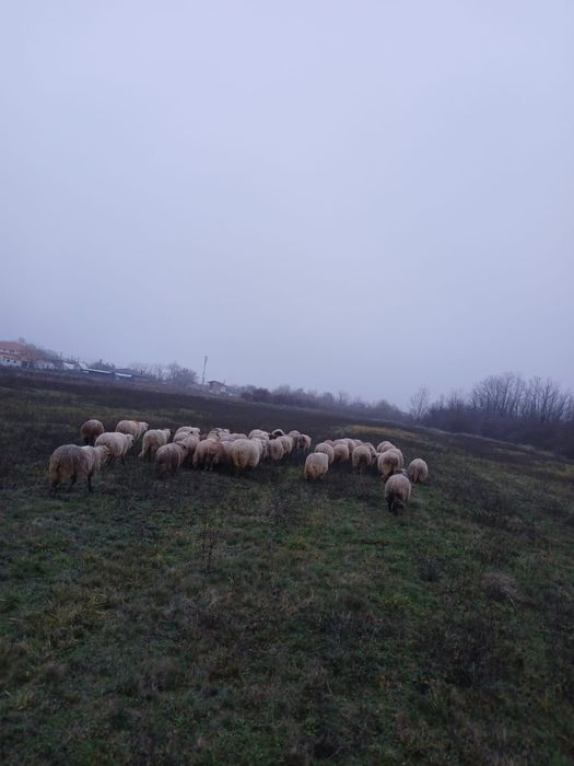 Vând oi și de ținut și de tăiat