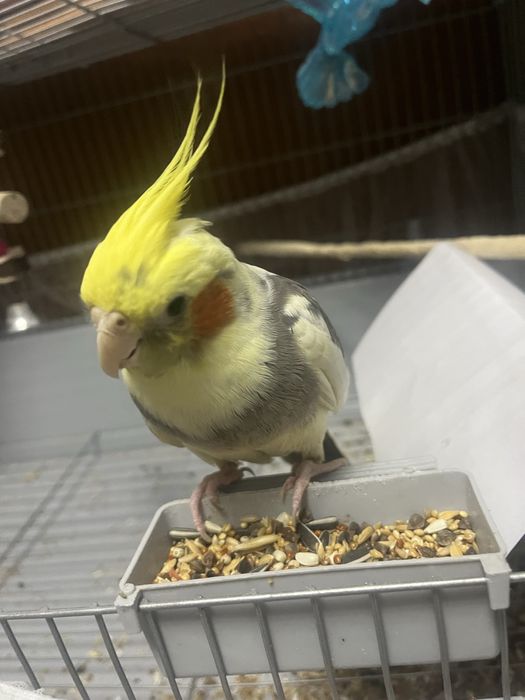 попугай Корелла