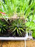 Хавортия - Haworthiopsis attenuata