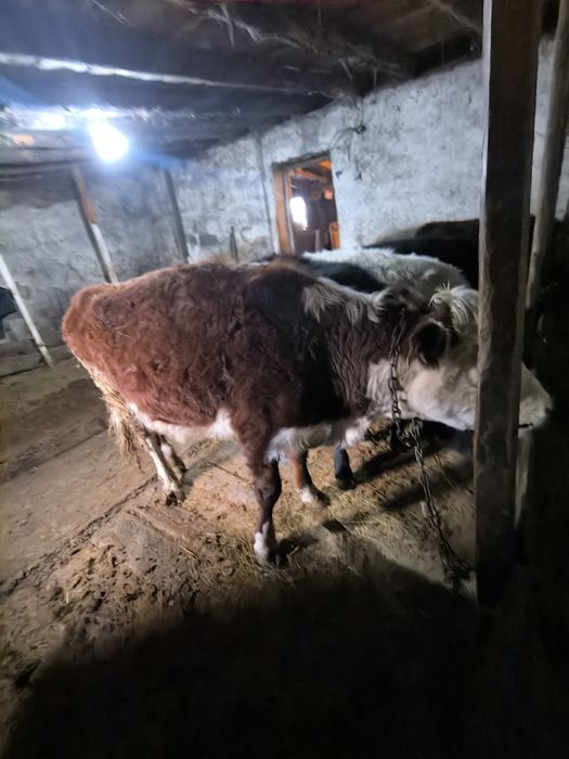 Құнажын сатамын, Корова