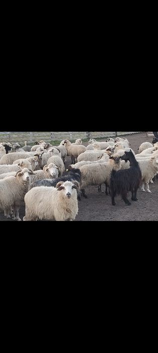 Vând oi in viu și în carcasă