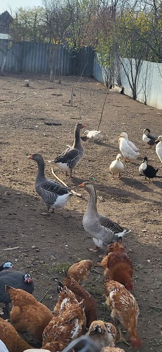 Vând gâște si rete de carne