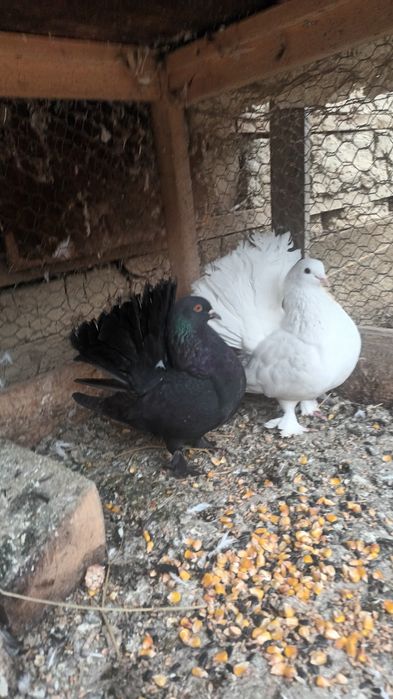 Porumbei rotati încălțați