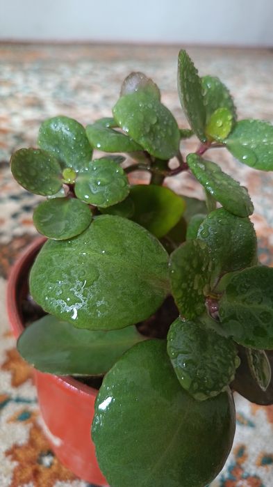 Продам  каланхоэ