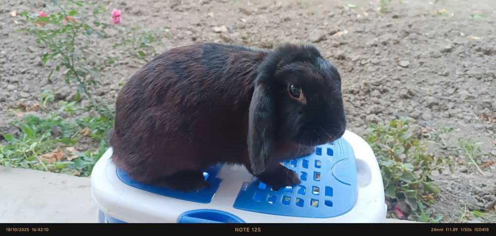 Karlik baran quyon sotuvda