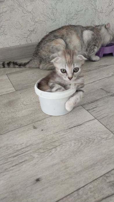 продам котят скотиш фолд