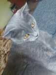 Scottish fold qornida bolasi bor