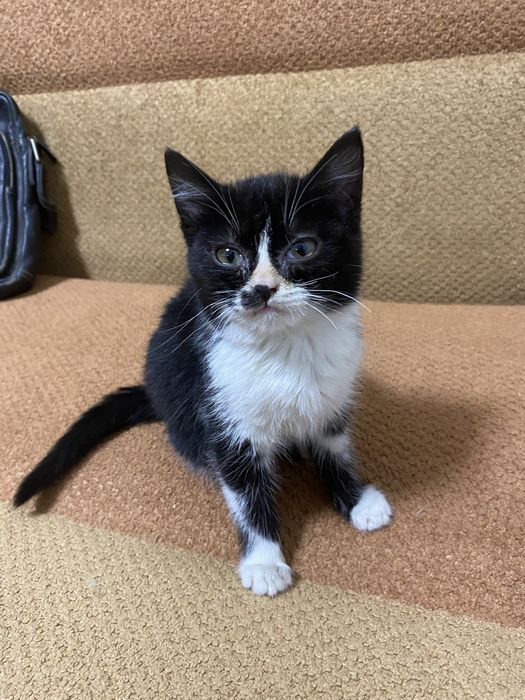 Отдам кошечку в добрые руки