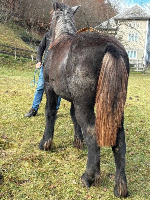 Mânze de vanzare pret bun!