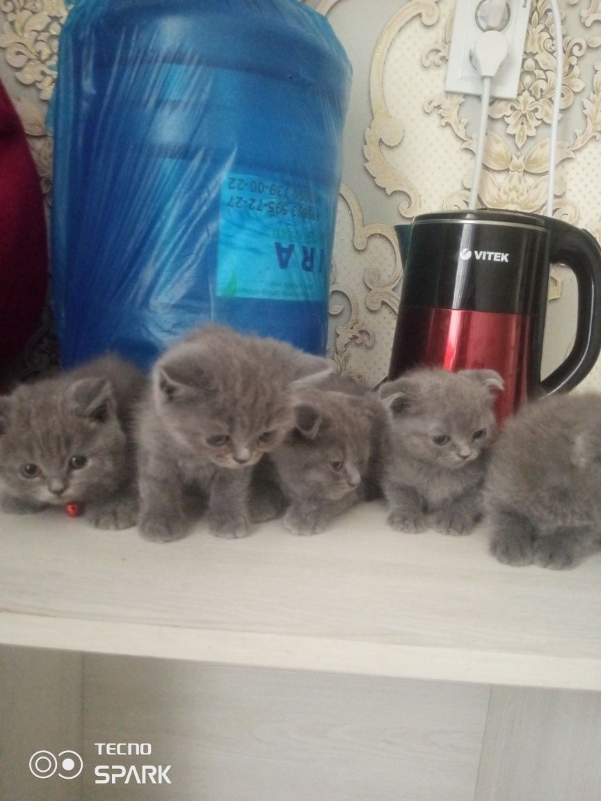 Скотч фолд веслоуха и скотч фолд страйк продаются чистая парода кошек