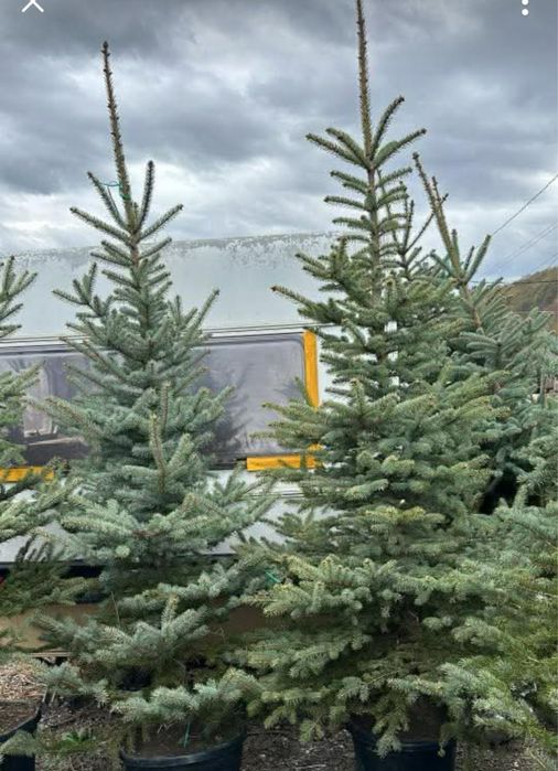 Brazi arginti si verzi