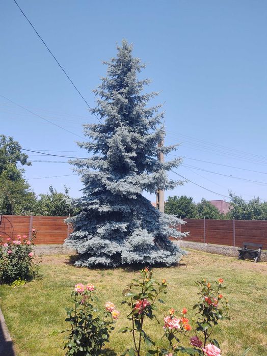 Brad argintiu natural unicat