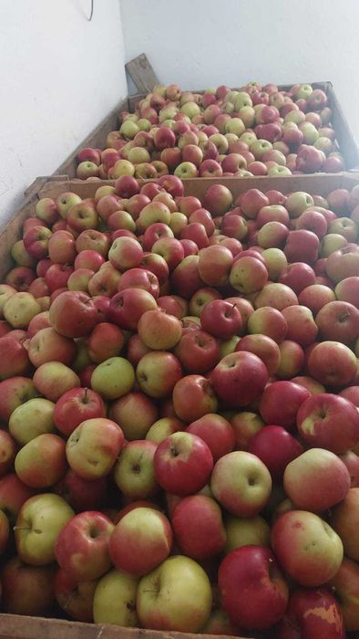 Mere pentru consum din livada