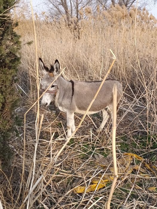Продам ишака ...