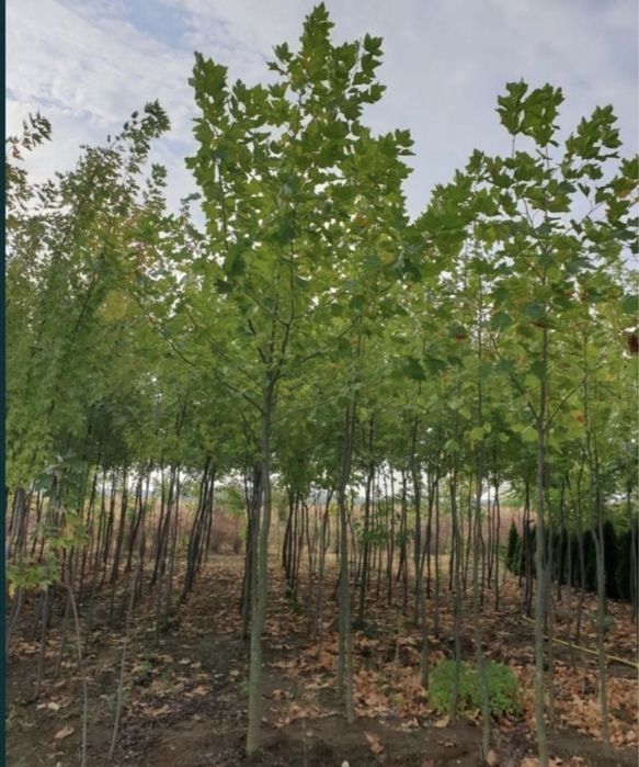 Mesteacan tei platan preț minim