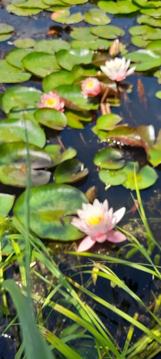 Nuferi maturi, infloresc in mai 2026