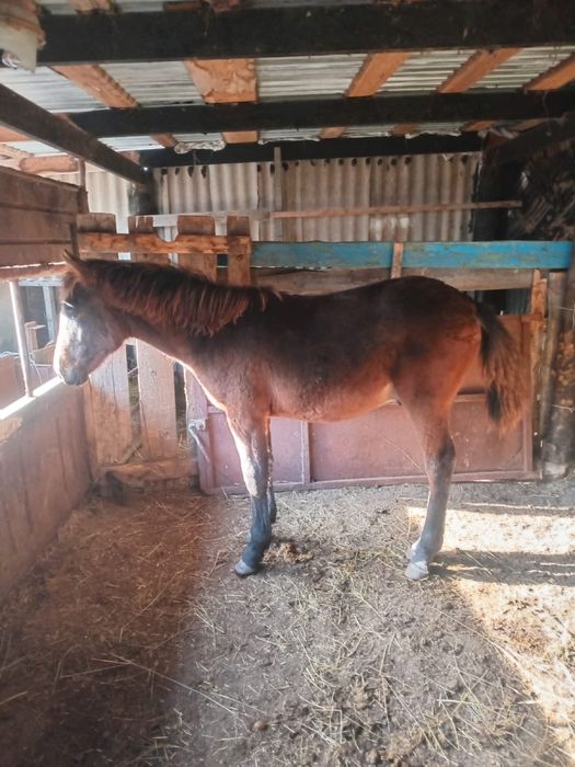 Продам жеребята