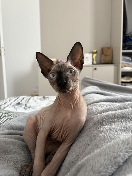 Pisica sphynx baietel