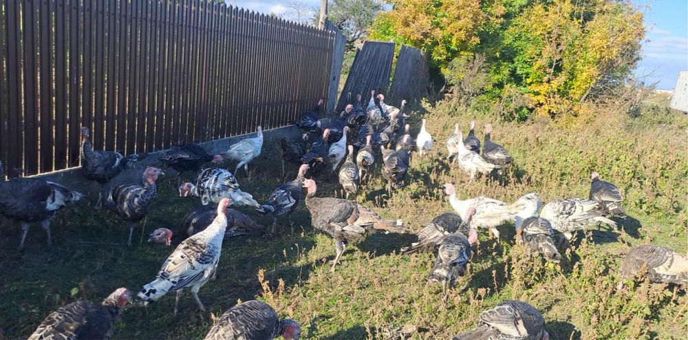 Vand curci si curcani