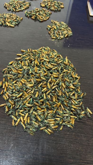 Алтын қоңыз халық емі !