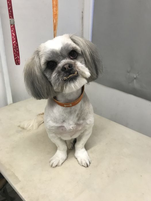 Frizerie canina Moșnița nouă