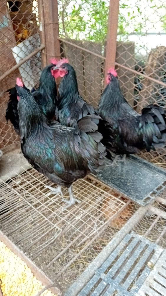 Cocos rasa australorp