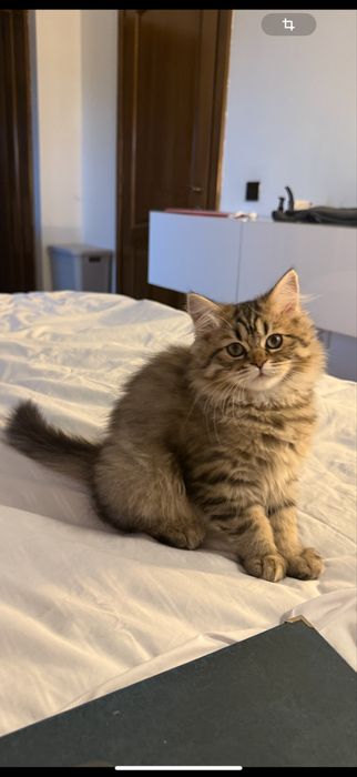 Pisica british longhair tabby