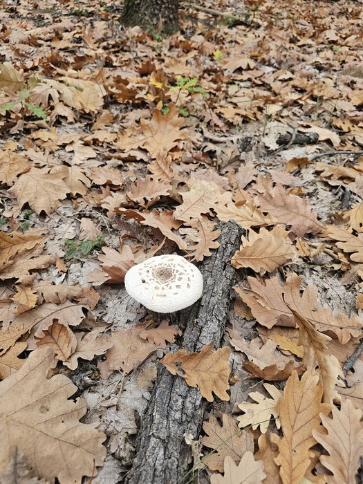 Ciuperci piciorul căprioarei