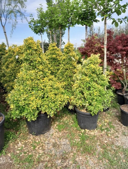 Amenajari gradini cu plante de toate speciile