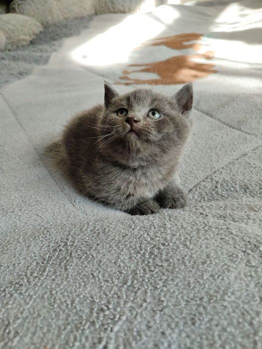 Продается котенок мальчик скотиш страйт