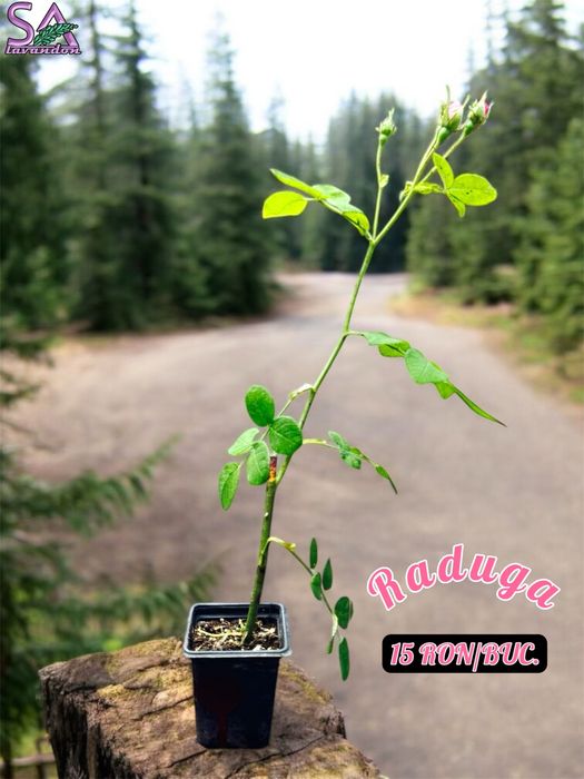 Trandafiri Dulceata,Lavanda Angustifolia Sevtopolis