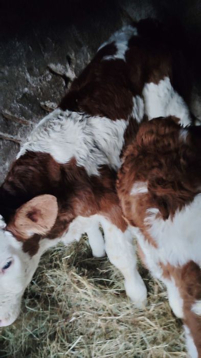 Doi vitei bălțați de două săptămâni