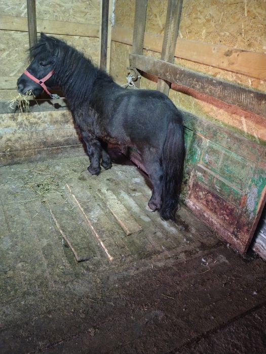 De vânzare ponei 4 ani armăsar, brand, la nr de telefon