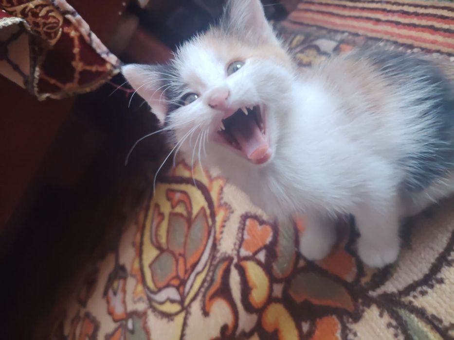 Отдам котят в добрые руки