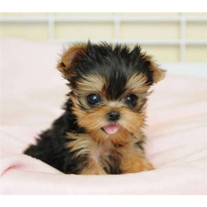 De vânzare Yorkshire Terrier Mini Toy 1.8 kg la maturitate