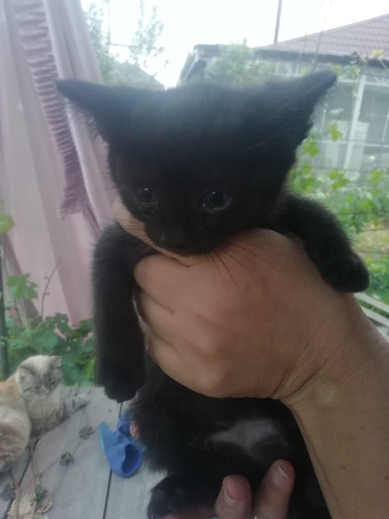 Отдам котят мышеловов даром.
